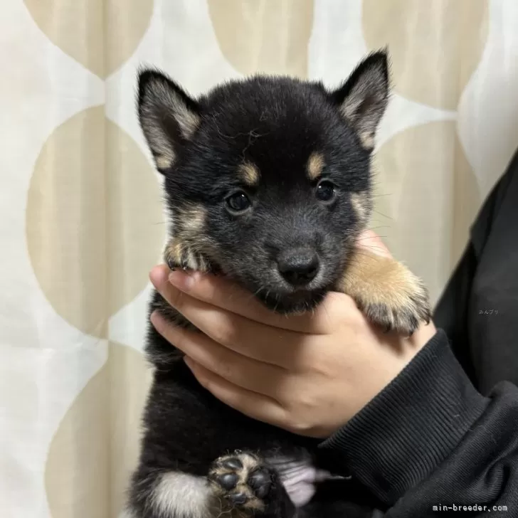 ID:2410-00891の子犬