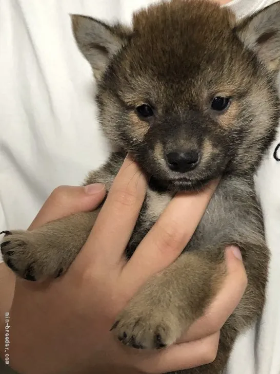 ID:2204-03593の子犬