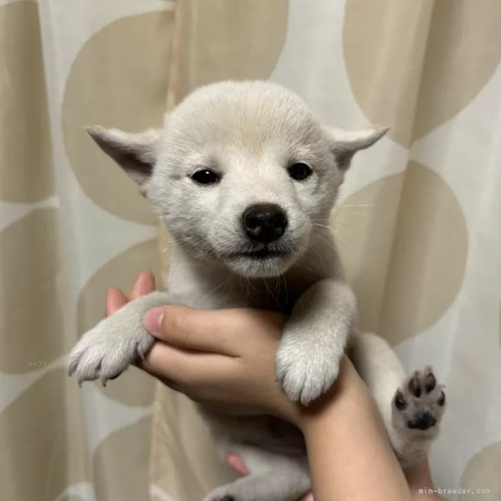 ID：2408-07289の子犬