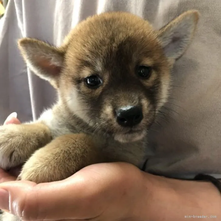 みー 様のお迎えした子犬