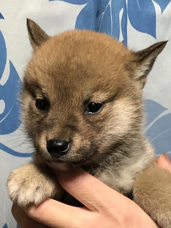 ID:2201-03197の子犬