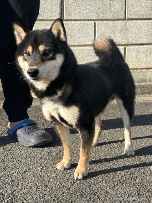 柴犬【・男の子・2020年1月29日・黒色】