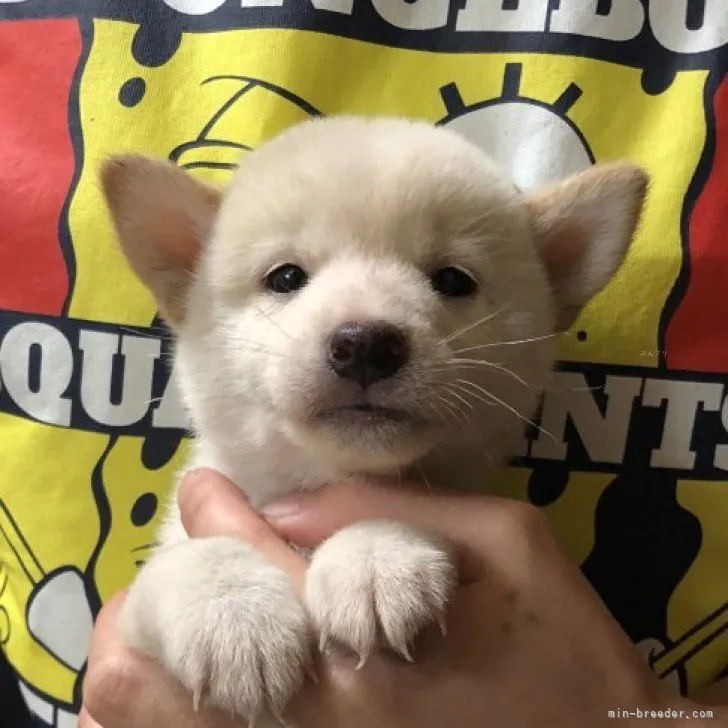 ID：2309-05542の子犬