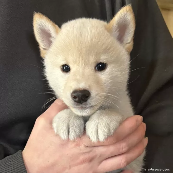 K.H 様のお迎えした子犬