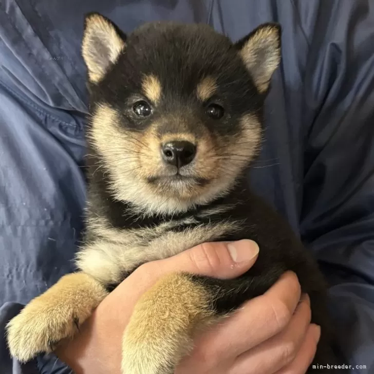 ID：2402-06455の子犬