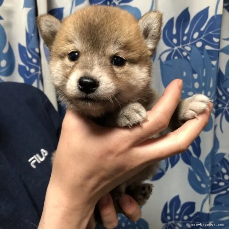 福雪庵 様のお迎えした子犬