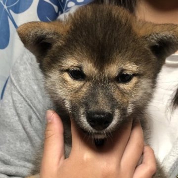 柴犬(標準サイズ)【香川県・女の子・2023年2月7日・赤色】の写真「実物はかなり可愛いですよ。」