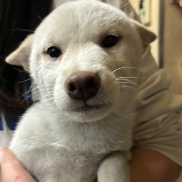 柴犬(標準サイズ)【香川県・女の子・2023年9月9日・白色】の写真「綺麗な白柴美人さん💖」