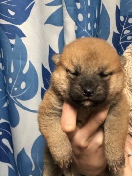柴犬(標準サイズ)【香川県・女の子・2021年2月20日・赤色】の写真「小ぶりの柴ちゃん」