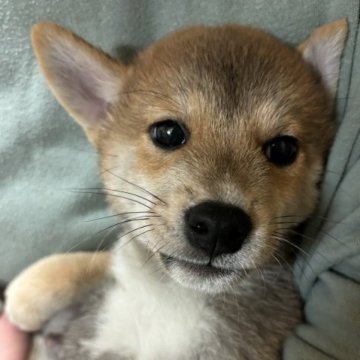柴犬(豆柴)【香川県・男の子・2023年8月14日・赤色】の写真「可愛い小柴タイプ。」