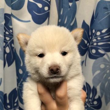 柴犬(標準サイズ)【香川県・女の子・2022年7月13日・白色】の写真「豆柴タイプ」