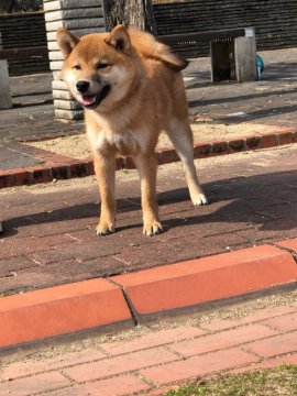 柴犬(標準サイズ)【香川県・男の子・2020年8月8日・赤色】の写真「性格の良い子です。」