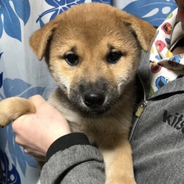柴犬(標準サイズ)【香川県・男の子・2022年12月9日・赤色】の写真「少し大きくなったのでお安く致しました。」