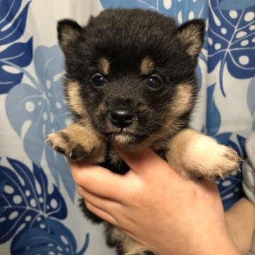 柴犬(豆柴)【香川県・女の子・2023年2月8日・黒色】の写真「小ぶりで可愛い美人柴ちゃん♪」