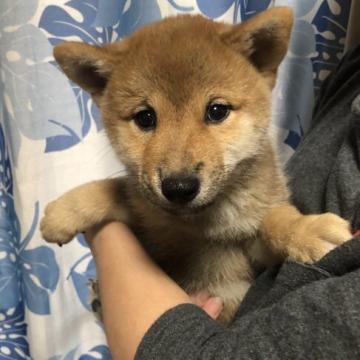 柴犬(標準サイズ)【香川県・男の子・2022年8月13日・赤色】の写真「可愛いさ抜群‼︎破格です。」