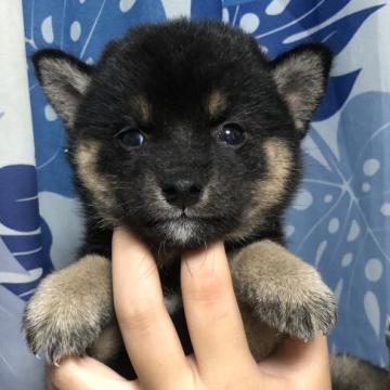 柴犬(標準サイズ)【香川県・女の子・2022年8月8日・黒色】の写真「豆柴タイプ可愛い黒柴ちゃん」