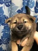 柴犬(標準サイズ)【香川県・男の子・2021年6月26日・赤色】の写真1