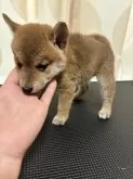 柴犬(標準サイズ)【香川県・女の子・2024年8月4日・赤色】の写真4