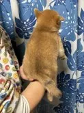 豆柴【香川県・女の子・2023年10月6日・赤色】の写真5