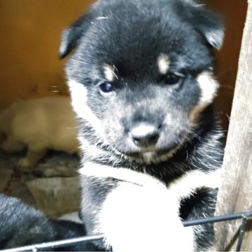 豆柴【茨城県・男の子・2025年7月17日・黒】の写真「かわいい男の子」