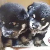 豆柴
