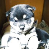 柴犬(豆柴)