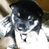 豆柴