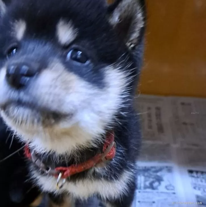 ID:2312-02391の子犬