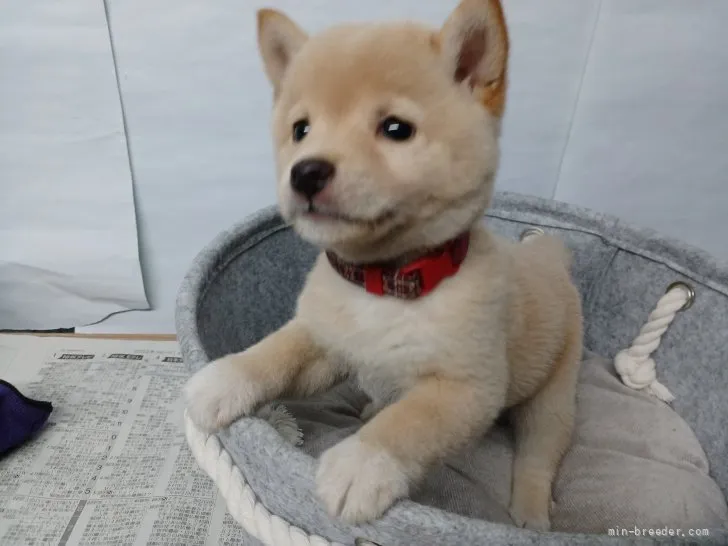 ID:2203-01242の子犬