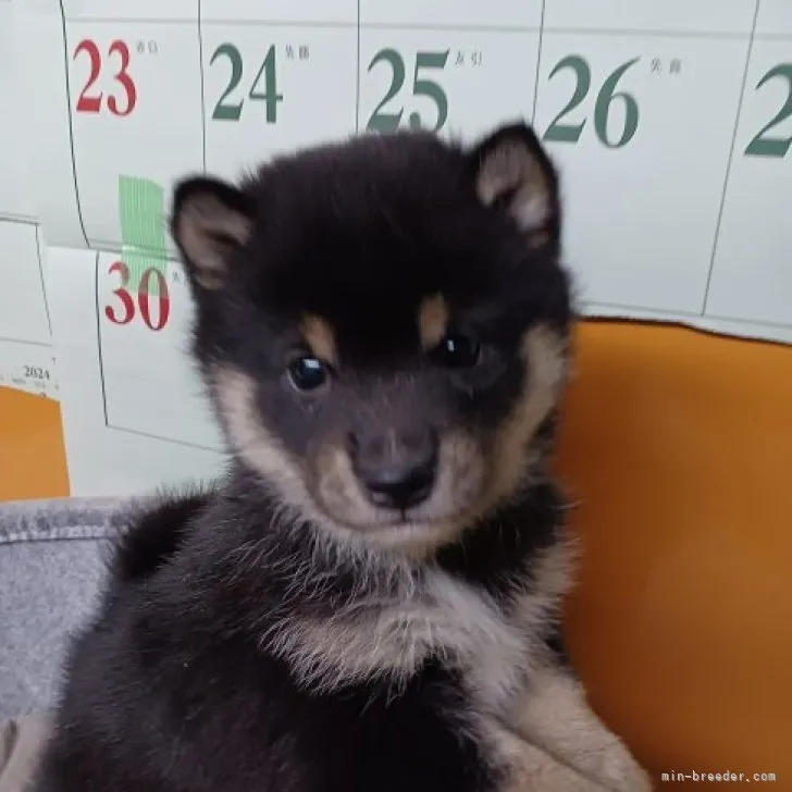 ID:2303-01028の子犬