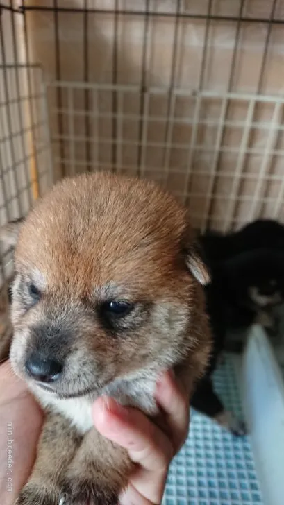 ID：2108-03393の子犬