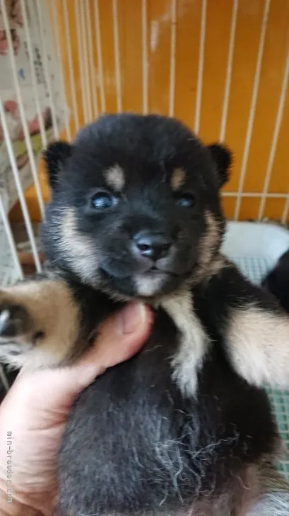 ID：2111-00934の子犬