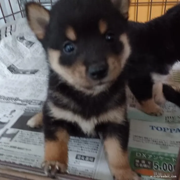 ID:2211-00346の子犬