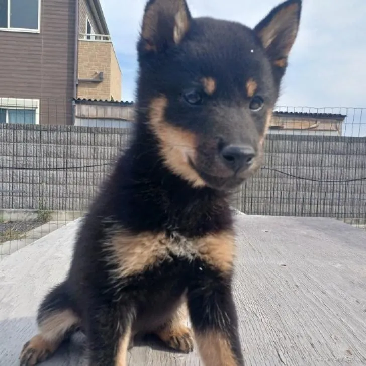 ID：2208-04316の子犬