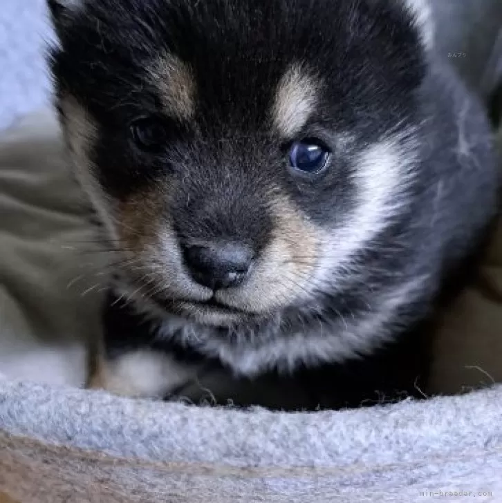 ID:2312-02388の子犬