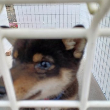 柴犬(豆柴)【茨城県・男の子・2023年2月1日・黒】の写真「元気いっぱいです。活発です
かわいい‼️」