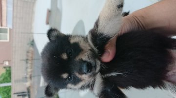 柴犬(豆柴)【茨城県・女の子・2021年8月2日・黒】の写真「黒の豆柴です」