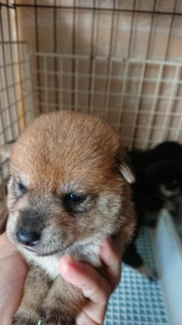 柴犬(豆柴)【茨城県・男の子・2021年8月2日・赤  茶】の写真「丸くてかっこいい男の子です。」