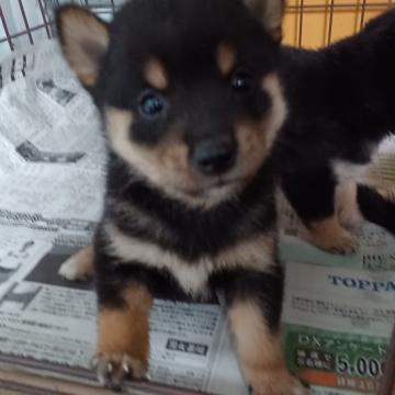 柴犬(豆柴)【茨城県・男の子・2022年10月5日・黒】の写真「美人犬のモコから、生まれた男の子👦」