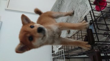 柴犬(豆柴)【茨城県・女の子・2021年5月18日・赤】の写真「極小豆柴サイズのかわいい女の子🎀 
小さいです」