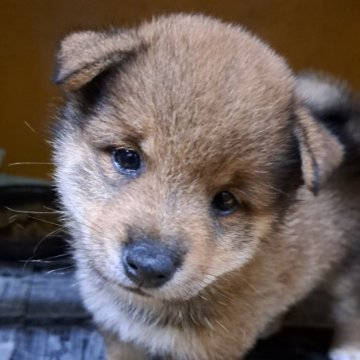 柴犬(豆柴)【茨城県・女の子・2024年6月9日・赤】の写真「すっごくかわいい女の子🎀♀
甘えん坊さん」