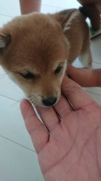 柴犬(豆柴)【茨城県・女の子・2020年5月20日・茶】の写真「女の子です」