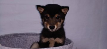 柴犬(豆柴)【茨城県・男の子・2021年10月20日・黒  クロ】の写真「極小豆柴サイズちゃんです😋☀
しっかりさんです。」