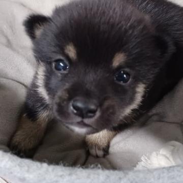 柴犬(豆柴)【茨城県・女の子・2022年6月24日・黒】の写真「黒の赤ちゃん👶おメメがぱっちり
極小サイズ」
