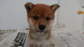 みんなの犬図鑑 柴犬 みんなの犬図鑑 柴犬