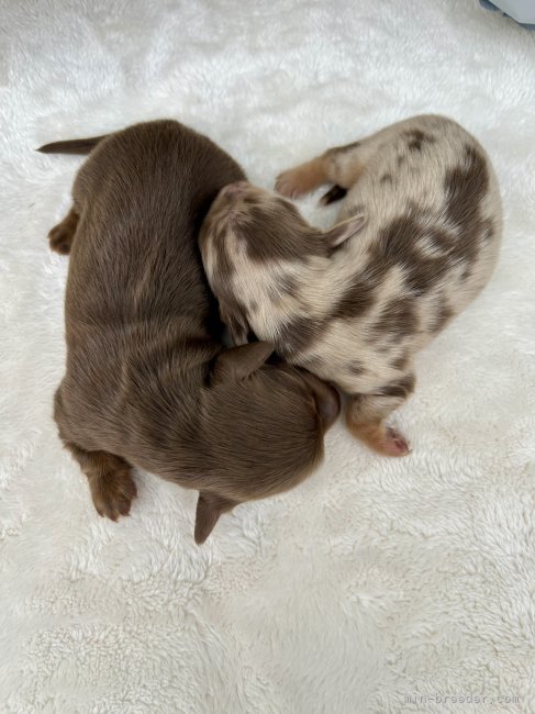 大木桂子ブリーダーのブログ：ミニチュアダックス（ロング）の仔犬が産まれました🤩