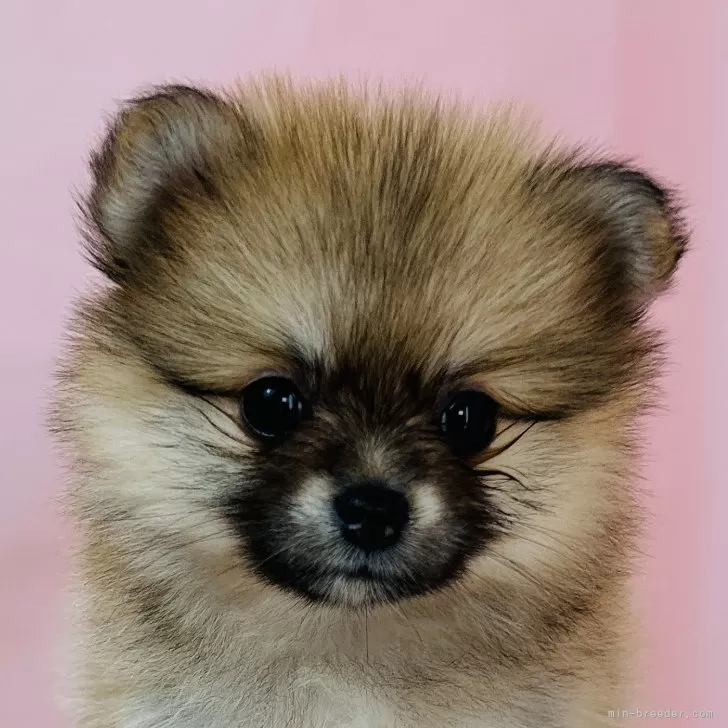 ID：2411-04941の子犬
