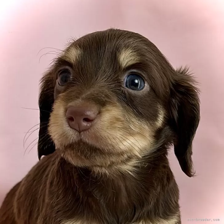 ID:2412-05505の子犬