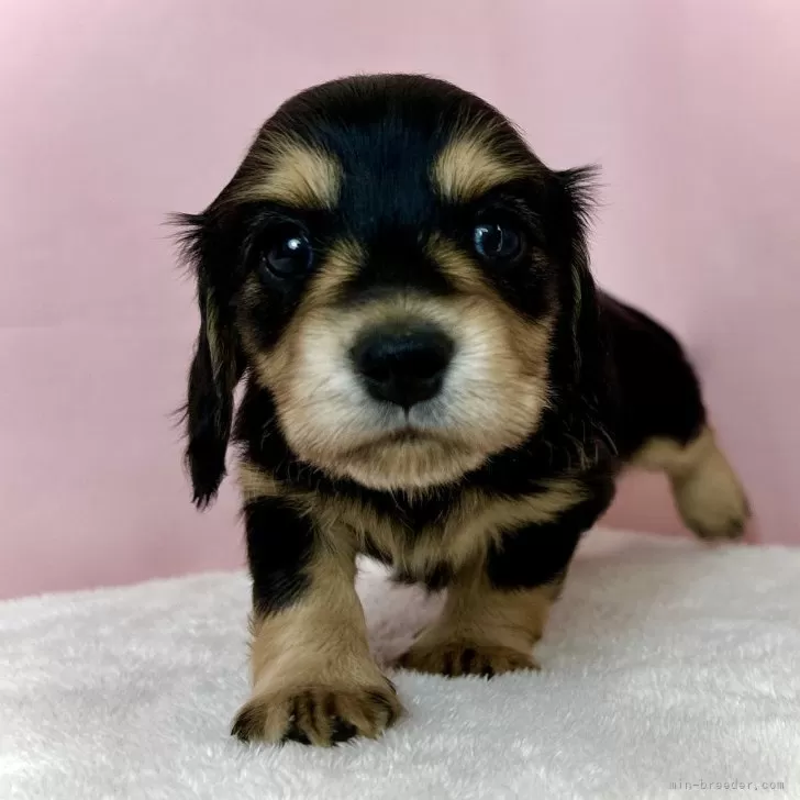 ID:2412-05508の子犬
