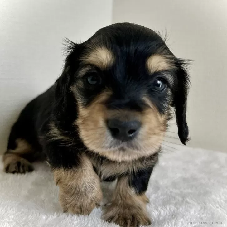 ID:2412-05509の子犬